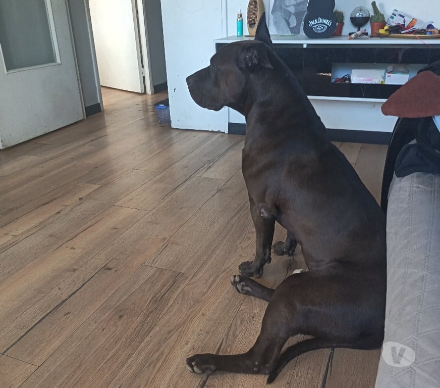 Don animaux Val-d'Oise Cergy - Photos Vivastreet Chien à donner gratuit