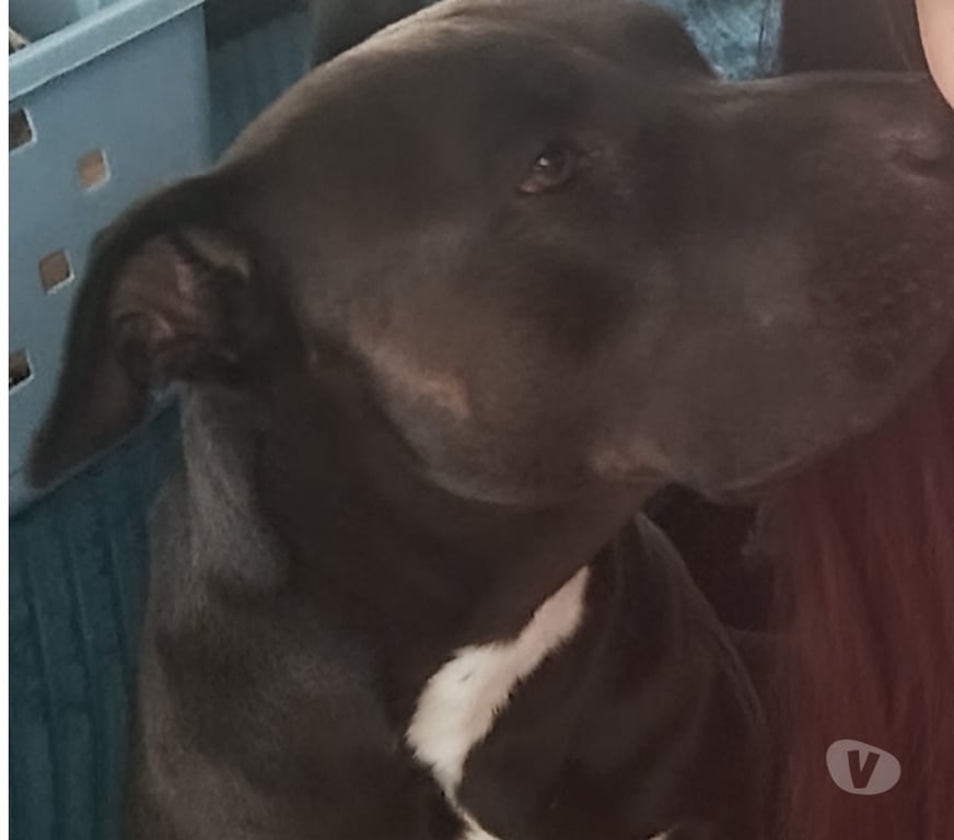 Don animaux Val-d'Oise Cergy - Photos Vivastreet Chien à donner gratuit