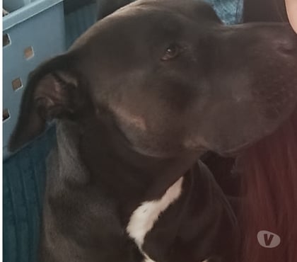 Don animaux Cergy Cergy - Photos Vivastreet Chien à donner gratuit