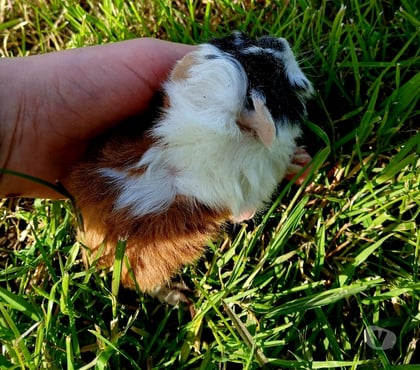 Vente animaux Crochte Nord - Photos Vivastreet Cochon d'inde femelle