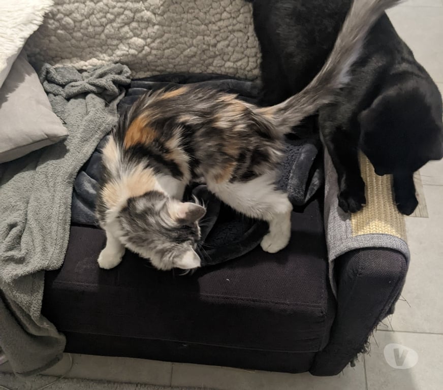 Services, accessoires animaux Val-de-Marne Villejuif - 94800 - Photos Vivastreet Garde de chats à Villejuif ou à domicile