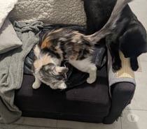 Garde de chats à Villejuif ou à domicile