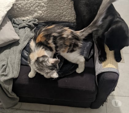 Services, accessoires animaux Villejuif Val-de-Marne - Photos Vivastreet Garde de chats à Villejuif ou à domicile