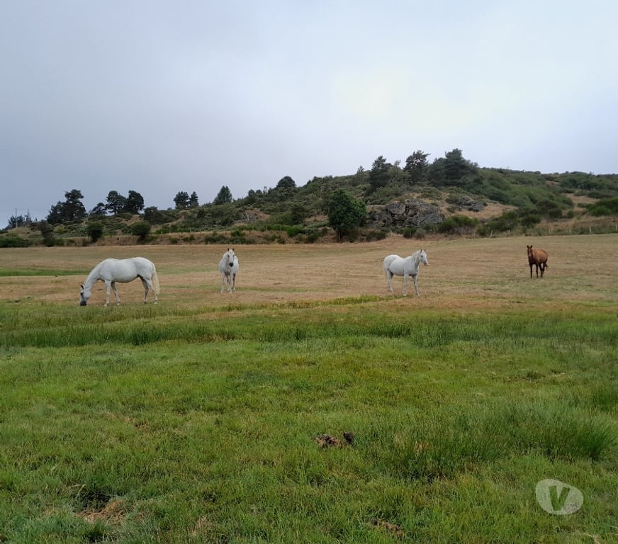 Services, accessoires animaux Lozère Serverette - 48700 - Photos Vivastreet La Retraite de votre cheval en Lozère.
