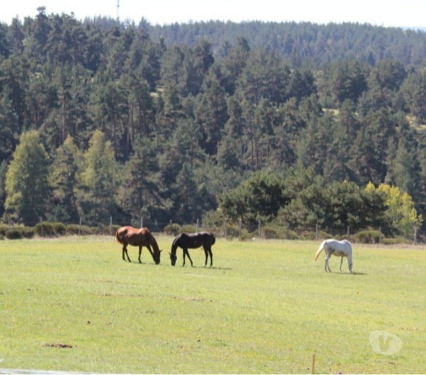 Services, accessoires animaux Lozère Serverette - 48700 - Photos Vivastreet La Retraite de votre cheval en Lozère.