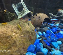 Vente de crevettes d’aquarium colorées