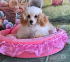 Chiots caniches toys