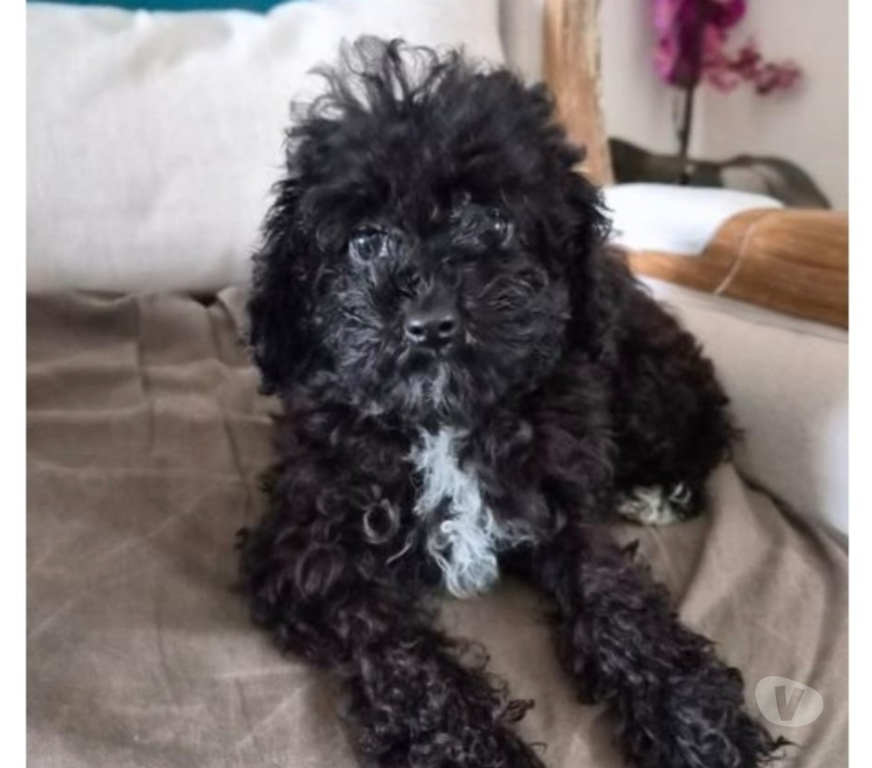 Vente Vienne Luchapt - 86430 - Photos Vivastreet Chiots caniches toys