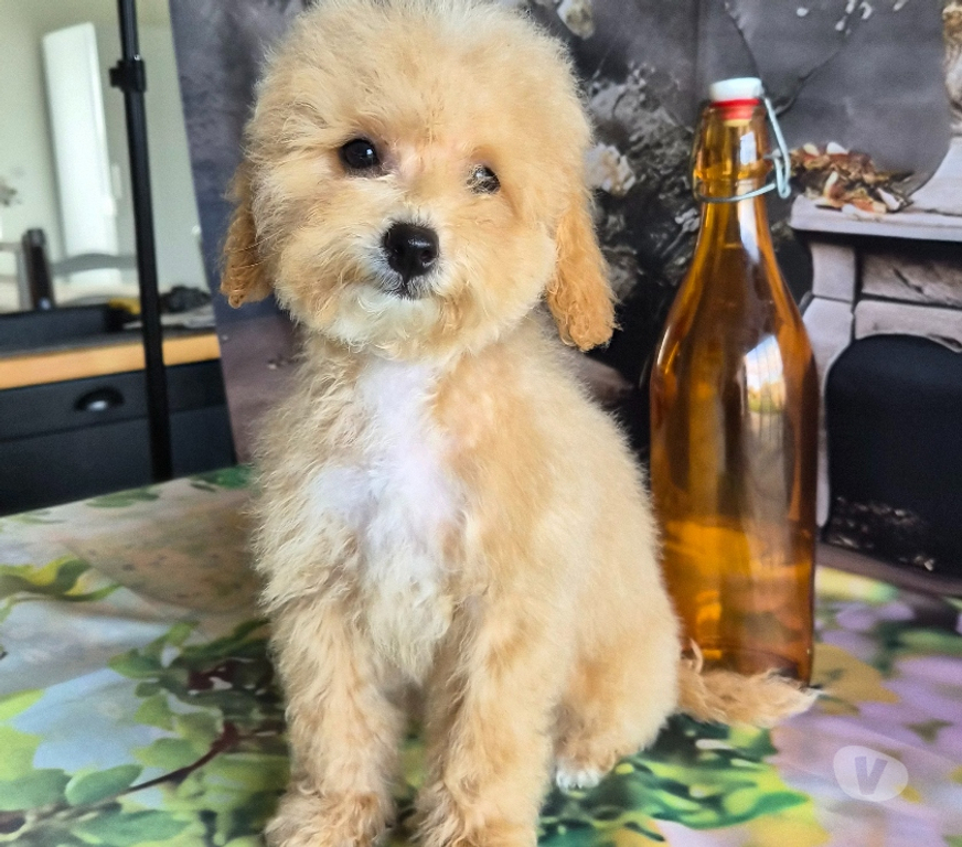 Vente Vienne Luchapt - 86430 - Photos Vivastreet Chiots caniches toys