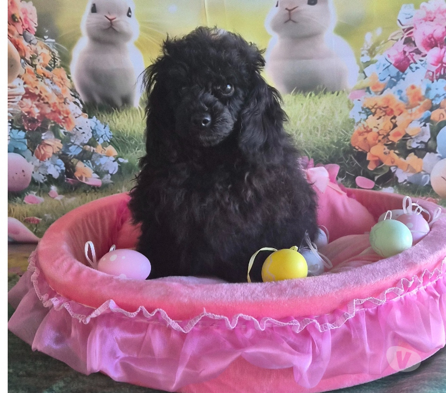 Vente Vienne Luchapt - 86430 - Photos Vivastreet Chiots caniches toys