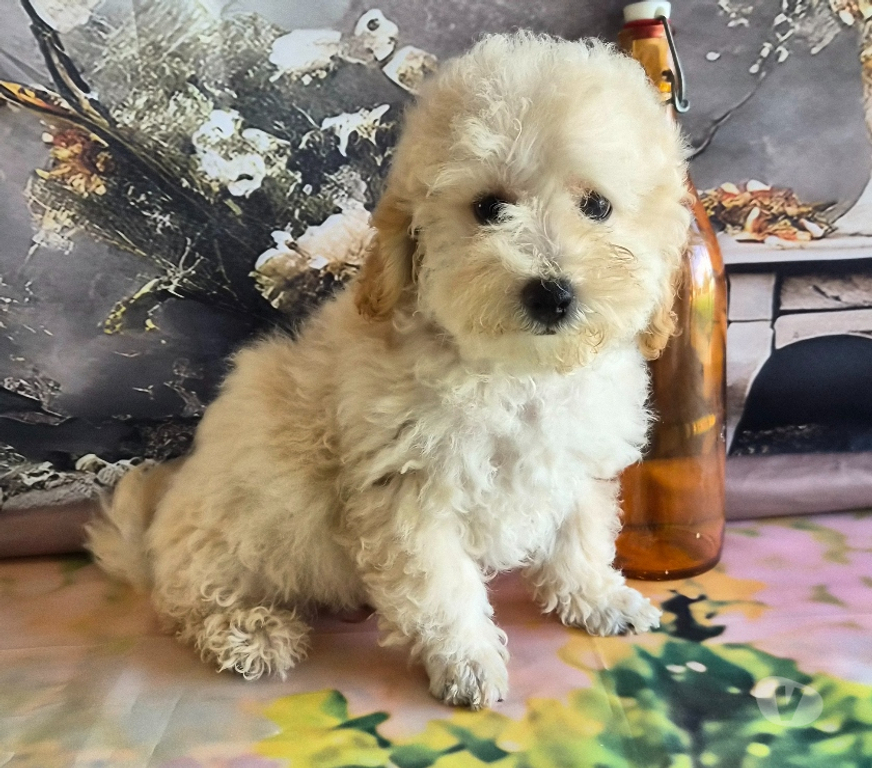 Vente Vienne Luchapt - 86430 - Photos Vivastreet Chiots caniches toys