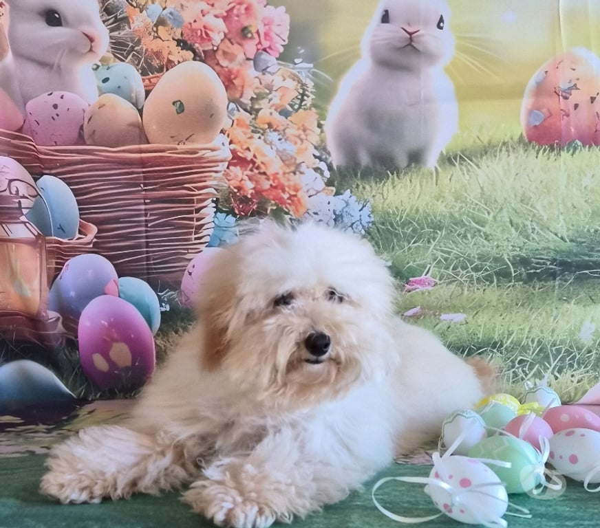 Vente Vienne Luchapt - 86430 - Photos Vivastreet Chiots caniches toys