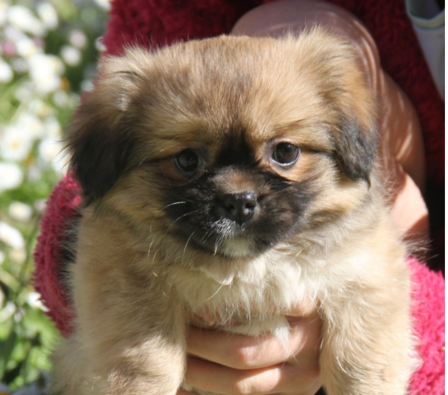 Vente Loire-Atlantique Guerande - 44350 - Photos Vivastreet Chiots épagneuls du tibet LOF