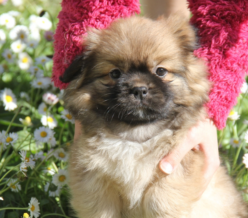 Vente Loire-Atlantique Guerande - 44350 - Photos Vivastreet Chiots épagneuls du tibet LOF