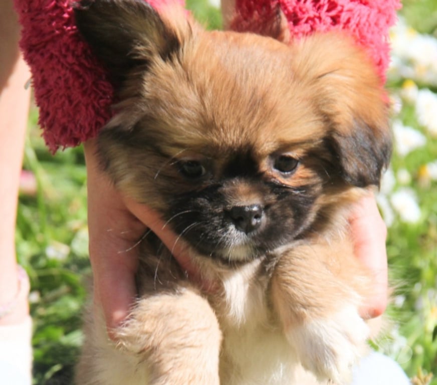 Vente Loire-Atlantique Guerande - 44350 - Photos Vivastreet Chiots épagneuls du tibet LOF