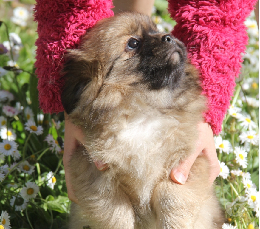 Vente Loire-Atlantique Guerande - 44350 - Photos Vivastreet Chiots épagneuls du tibet LOF