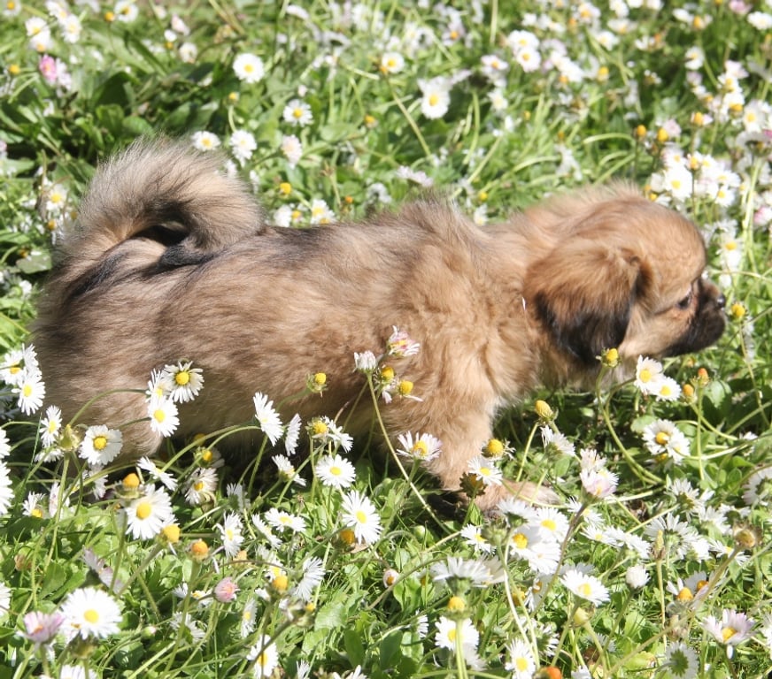 Vente Loire-Atlantique Guerande - 44350 - Photos Vivastreet Chiots épagneuls du tibet LOF