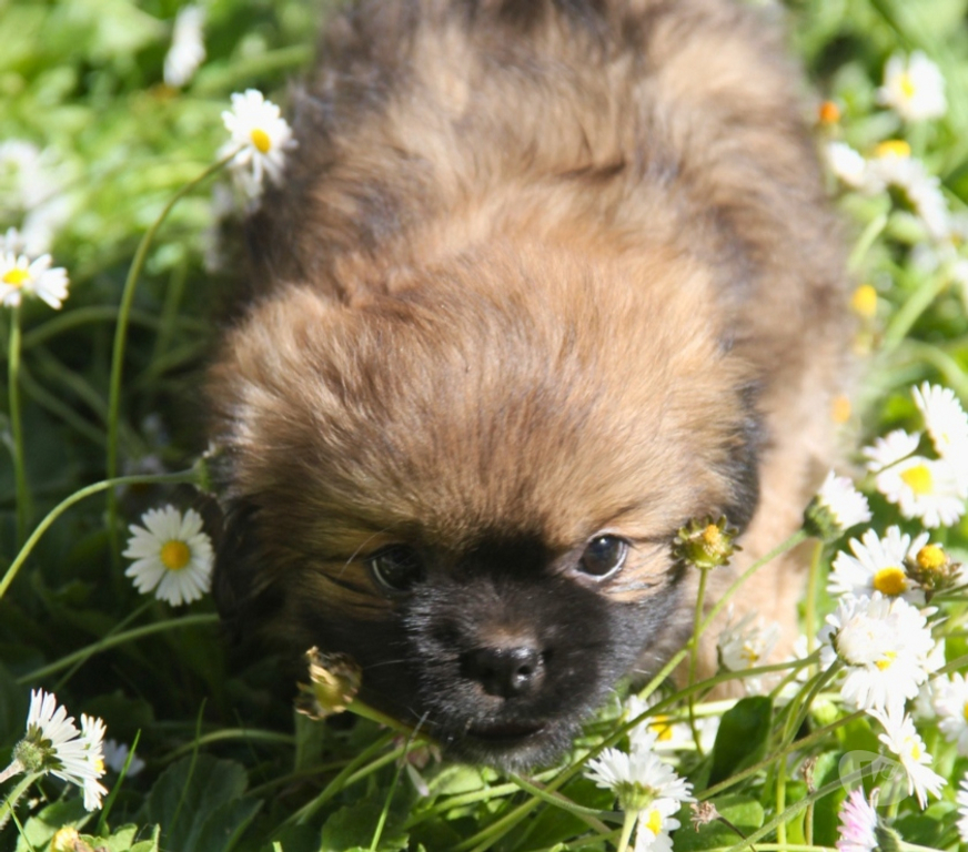 Vente Loire-Atlantique Guerande - 44350 - Photos Vivastreet Chiots épagneuls du tibet LOF