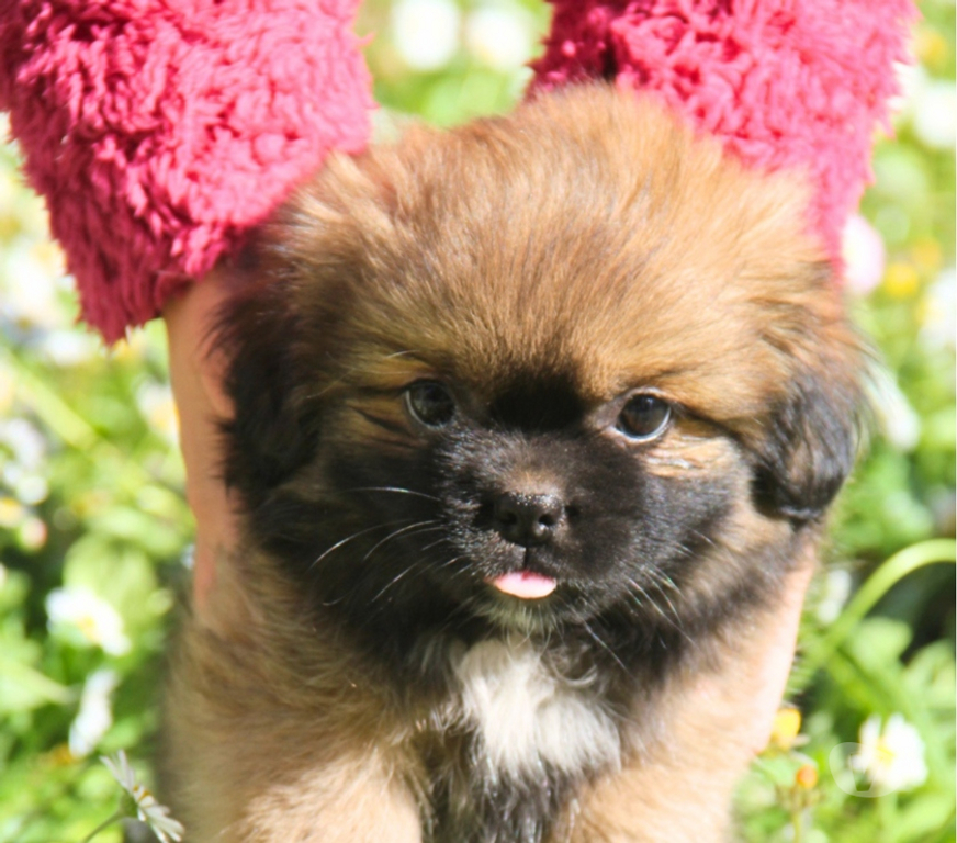 Vente Loire-Atlantique Guerande - 44350 - Photos Vivastreet Chiots épagneuls du tibet LOF