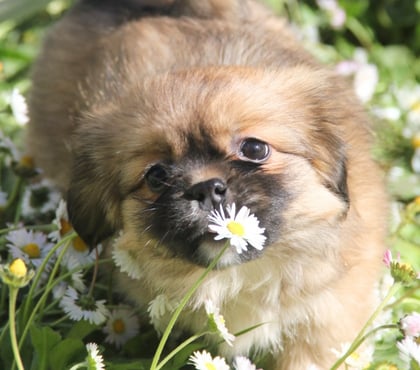 Vente animaux Guerande Loire-Atlantique - Photos Vivastreet Chiots épagneuls du tibet LOF