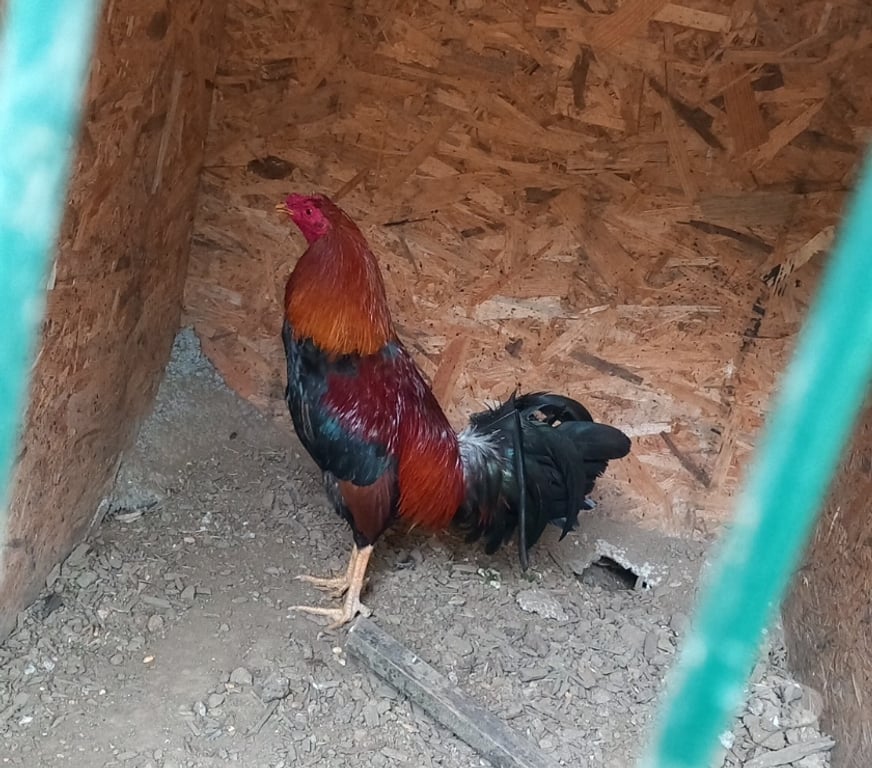 Vente Corrèze Tulle - 19000 - Photos Vivastreet Vand coq espagnol
