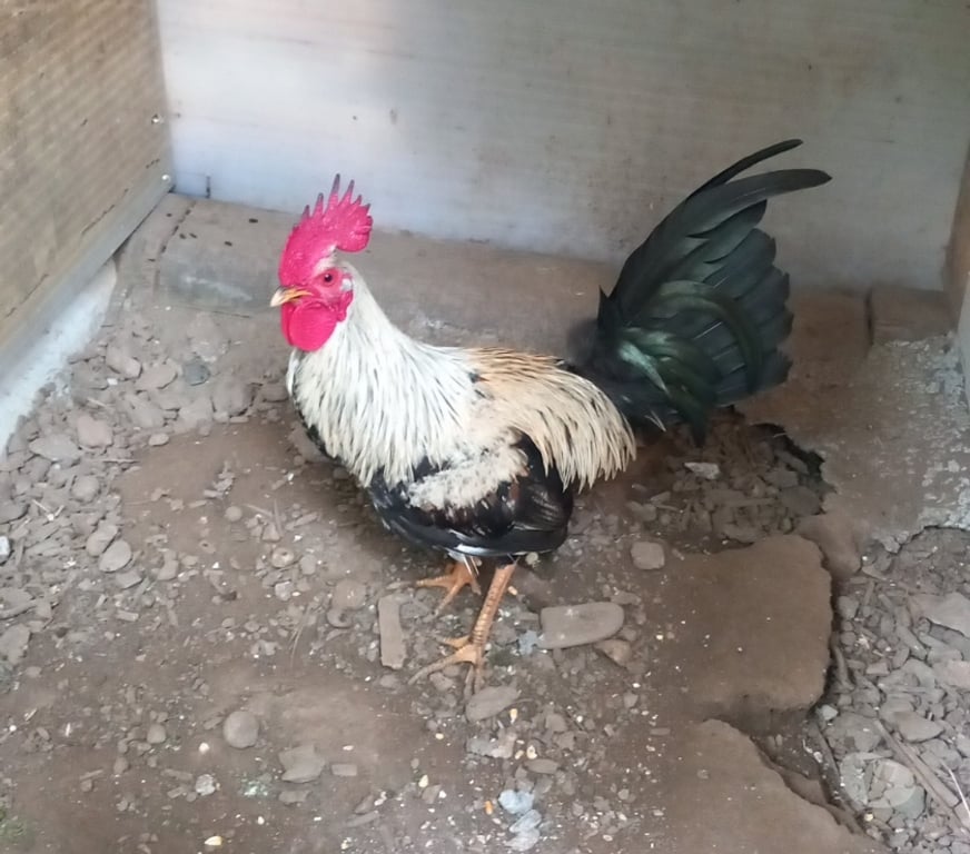 Vente Corrèze Tulle - 19000 - Photos Vivastreet Vand coq espagnol