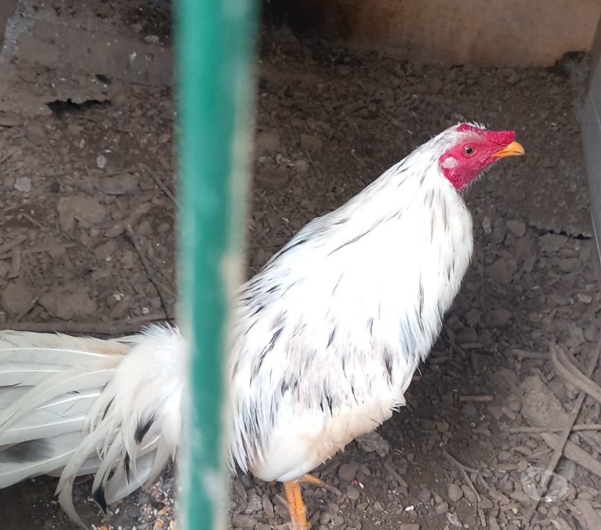 Vente Corrèze Tulle - 19000 - Photos Vivastreet Vand coq espagnol