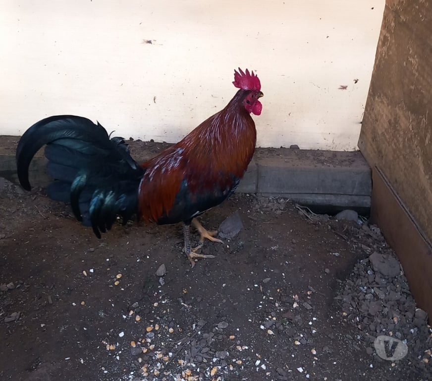 Vente Corrèze Tulle - 19000 - Photos Vivastreet Vand coq espagnol