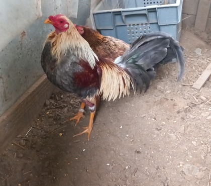 Vente animaux Tulle Corrèze - Photos Vivastreet Vand coq espagnol