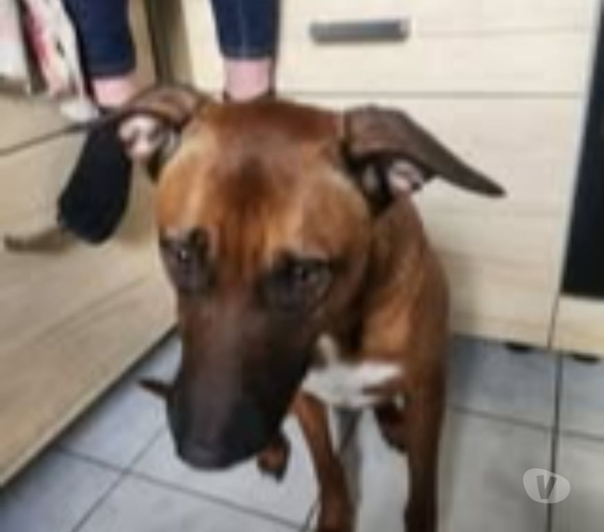 Don animaux Gard Pont St Esprit - 30130 - Photos Vivastreet Chien SIMBA à l adoption