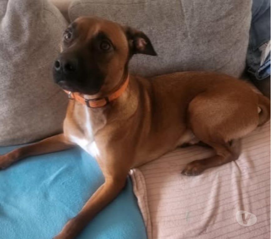 Don animaux Gard Pont St Esprit - 30130 - Photos Vivastreet Chien SIMBA à l adoption