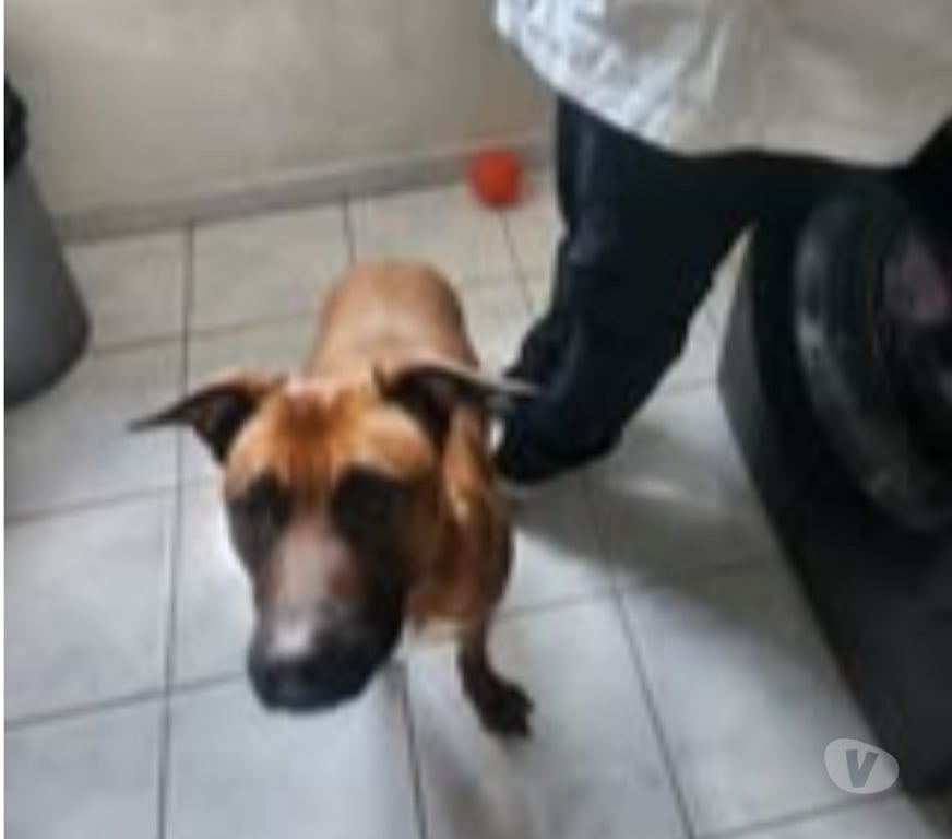 Don animaux Gard Pont St Esprit - 30130 - Photos Vivastreet Chien SIMBA à l adoption