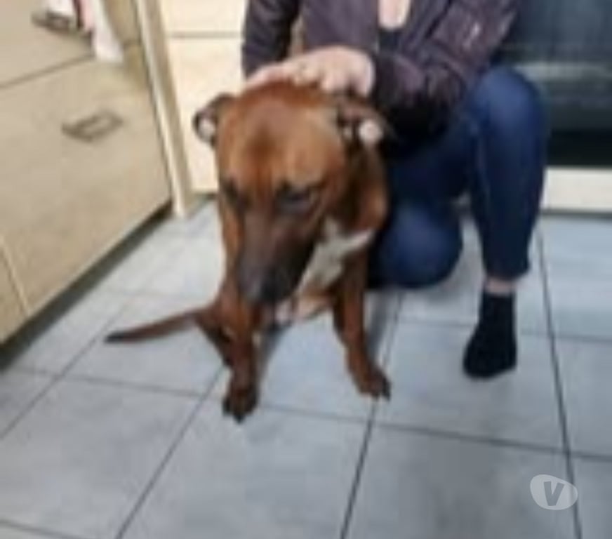 Don animaux Gard Pont St Esprit - 30130 - Photos Vivastreet Chien SIMBA à l adoption