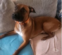 Chien SIMBA à l adoption