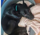 Chien SPIKE à l adoption