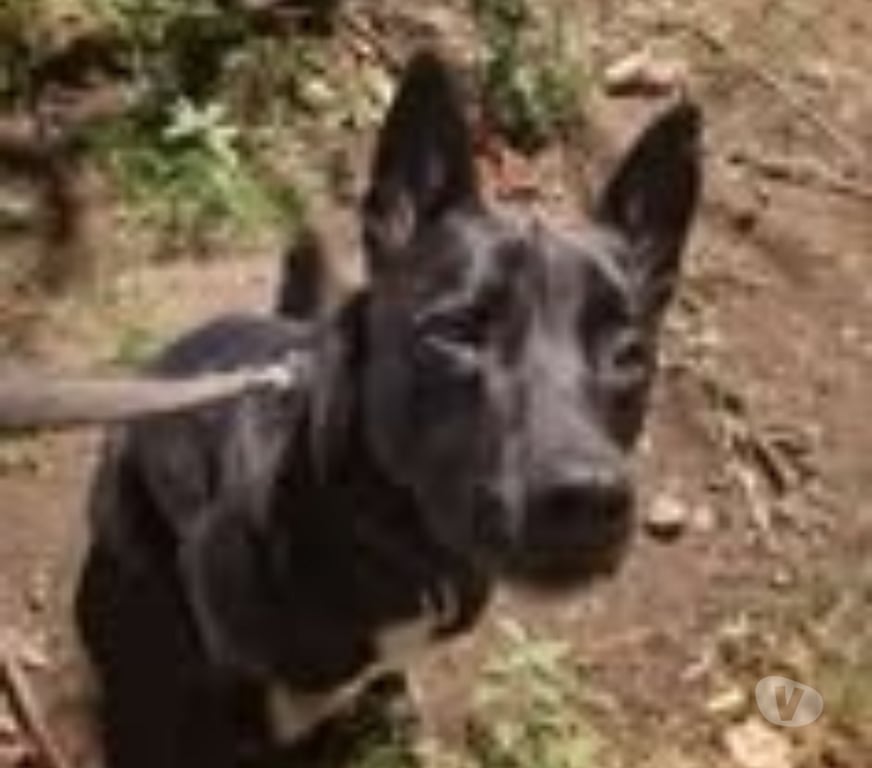 Don animaux Drôme Tain l'Hermitage - 26600 - Photos Vivastreet Chien SPIKE à l adoption