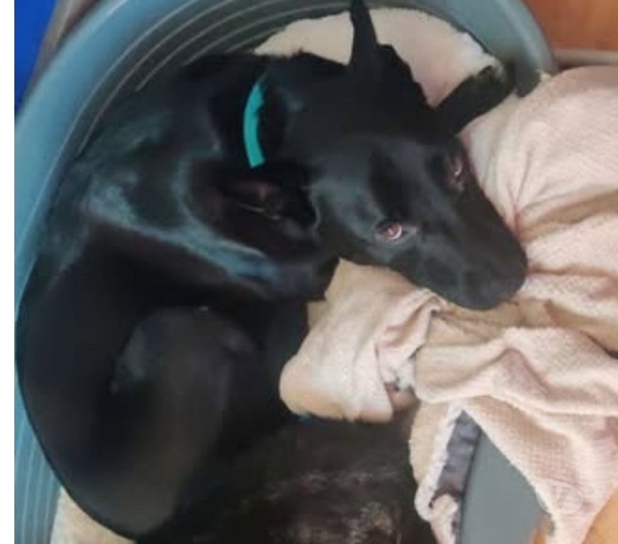 Don animaux Drôme Tain l'Hermitage - 26600 - Photos Vivastreet Chien SPIKE à l adoption