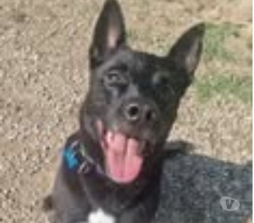 Don animaux Drôme Tain l'Hermitage - 26600 - Photos Vivastreet Chien SPIKE à l adoption