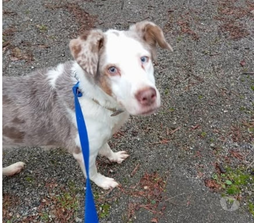 Don animaux Vaucluse Caromb - 84330 - Photos Vivastreet Chien LOLA à l adoption