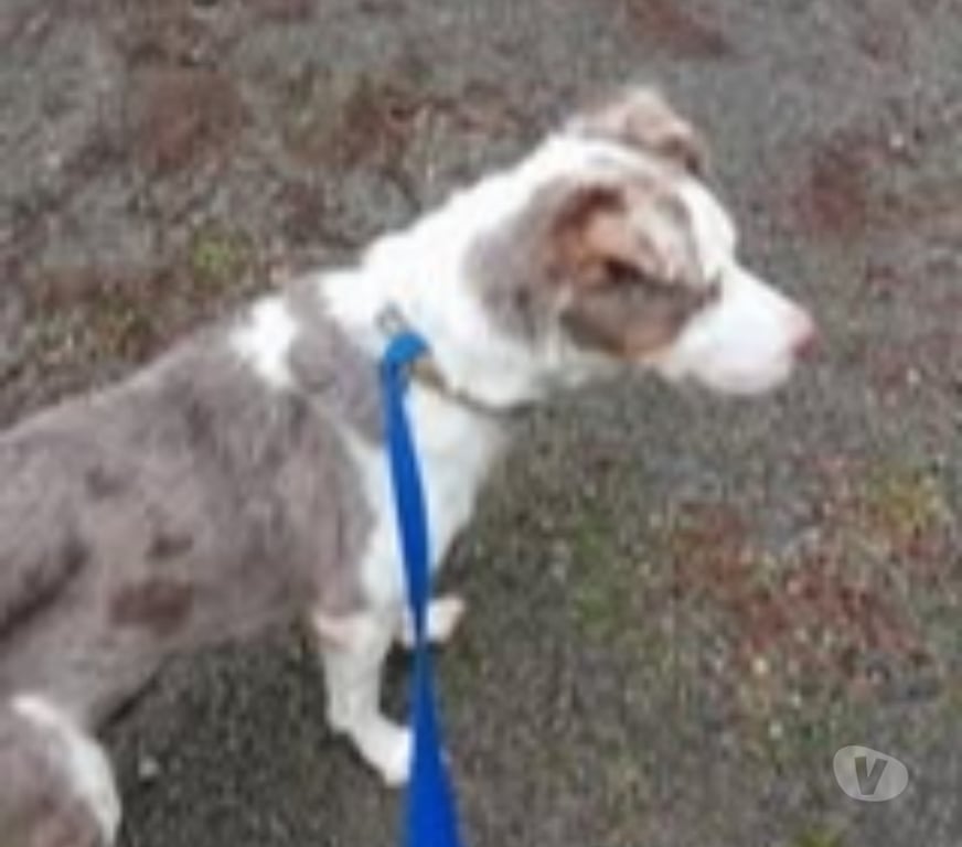 Don animaux Vaucluse Caromb - 84330 - Photos Vivastreet Chien LOLA à l adoption