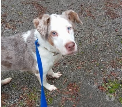 Don animaux Caromb Vaucluse - Photos Vivastreet Chien LOLA à l adoption