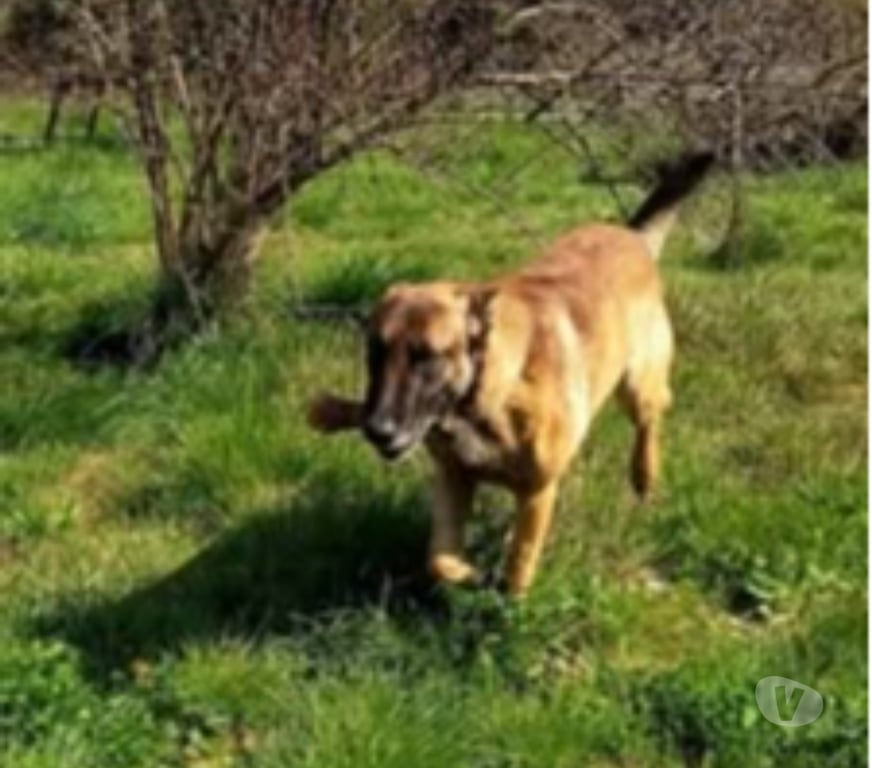 Don animaux Gard Pont St Esprit - 30130 - Photos Vivastreet Chien ARGOS à l adoption