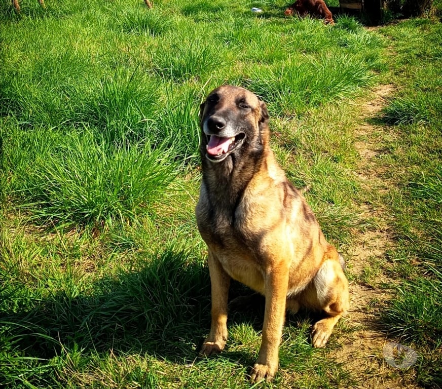 Don animaux Gard Pont St Esprit - 30130 - Photos Vivastreet Chien ARGOS à l adoption