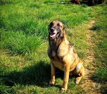 Chien ARGOS à l adoption