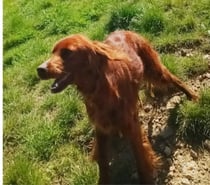 Chien SABA à l adoption