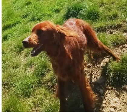 Don Pont St Esprit Gard - Photos Vivastreet Chien SABA à l adoption