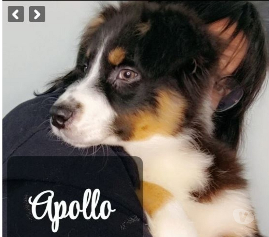 Vente Gironde Belin Beliet - 33830 - Photos Vivastreet chiot berger australien Noir Tricolore