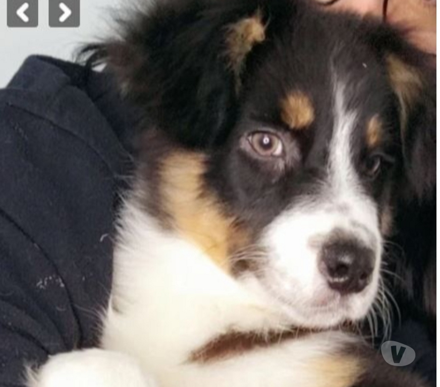 Vente Gironde Belin Beliet - 33830 - Photos Vivastreet chiot berger australien Noir Tricolore