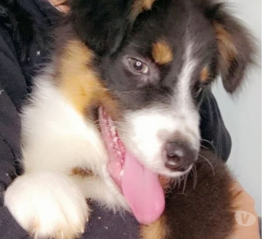 Vente Gironde Belin Beliet - 33830 - Photos Vivastreet chiot berger australien Noir Tricolore