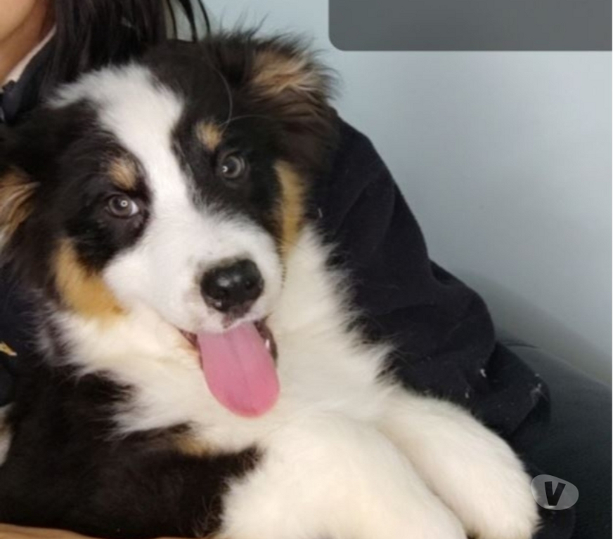 Vente Gironde Belin Beliet - 33830 - Photos Vivastreet chiot berger australien Noir Tricolore